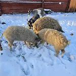 Rantarovio * Alvajärvi