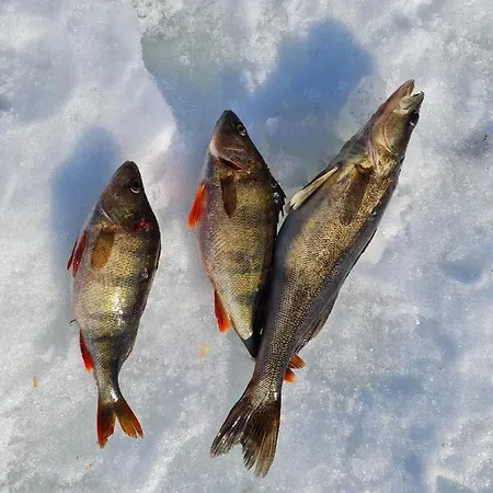 Appartement Rantarovio *