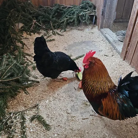 Rantarovio * Alvajärvi