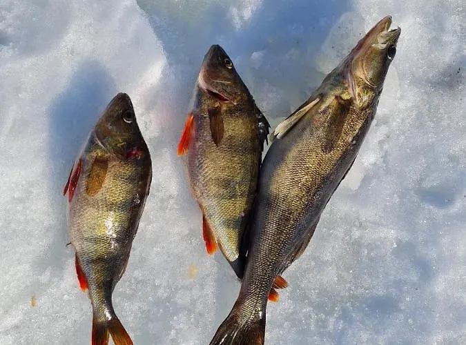 Appartement Rantarovio *