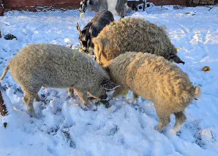 Rantarovio * Alvajärvi