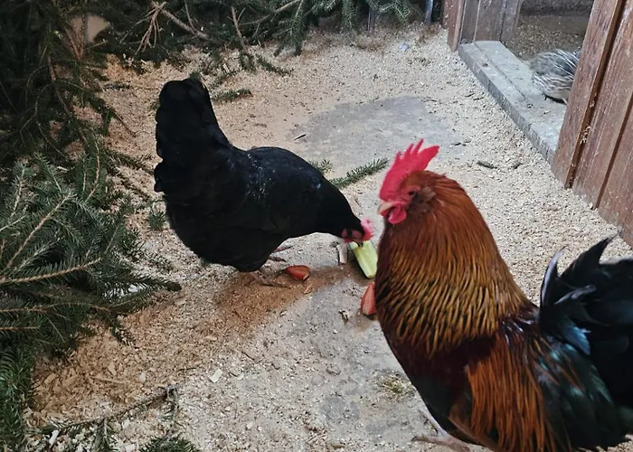 Rantarovio * Alvajärvi